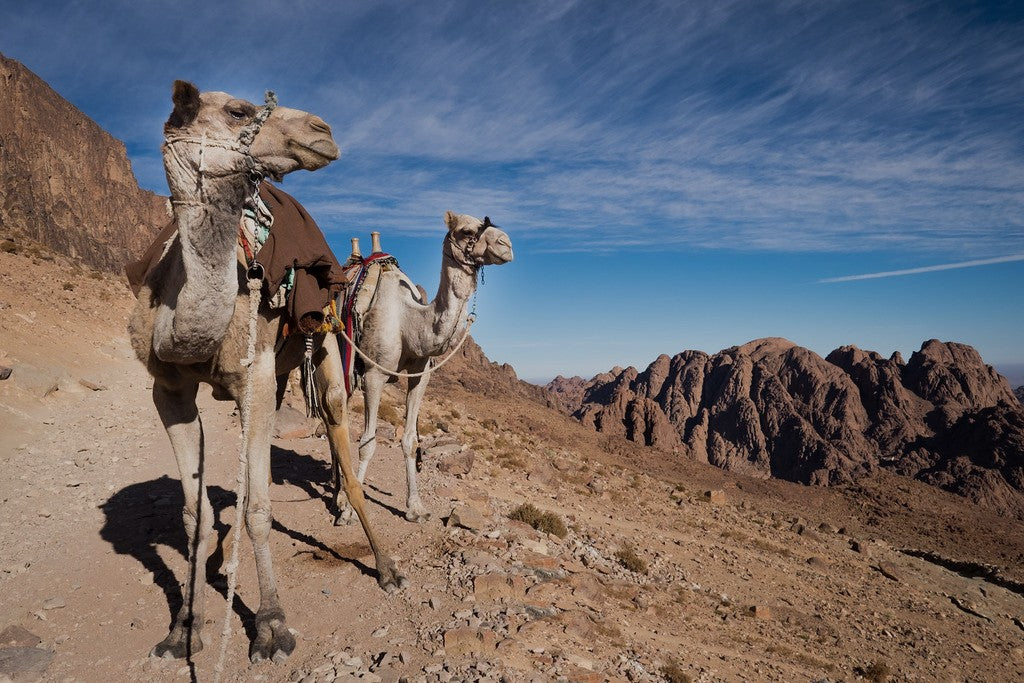 Mount Sinai & St. Catherine’s Monastery From Sharm El Sheikh