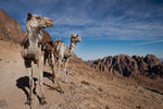 Mount Sinai & St. Catherine’s Monastery From Sharm El Sheikh