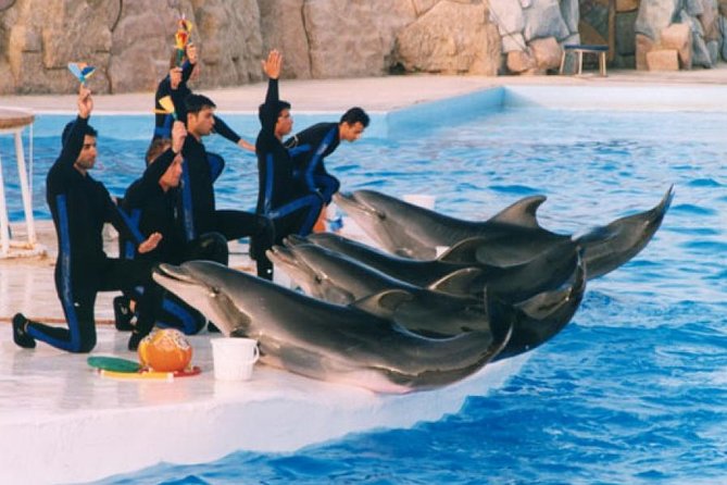 Dolphin Show in Sharm el Sheikh