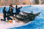 Dolphin Show in Sharm el Sheikh