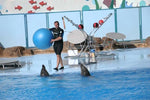 Dolphin Show in Sharm el Sheikh