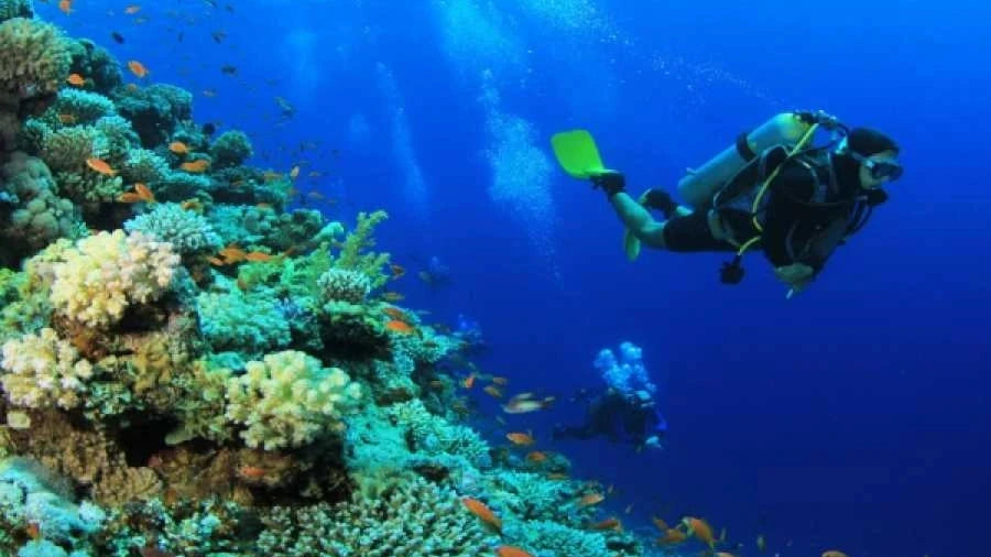 Tiran Island Snorkeling Trip From Sharm El Sheikh