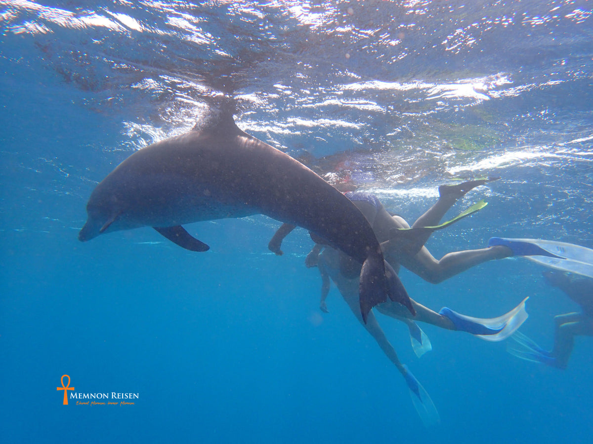 Swim With Dolphins In Hurghada