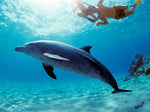 Swim With Dolphins In Hurghada