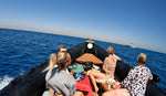 Private speedBoat Trip to Orange Bay or Paradise Islands