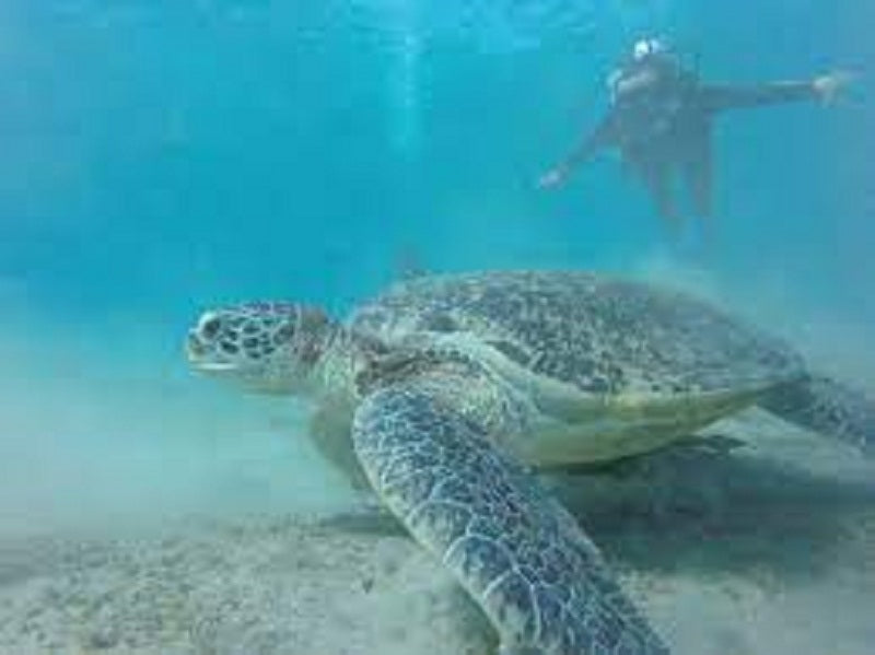 Abu Dabab Snorkeling Tours in Marsa Alam