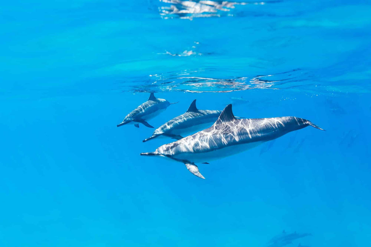 Swim With Dolphins In Hurghada