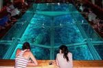 Glass bottom boat excursion in Sharm El Sheikh