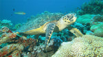 Diving At Tiran Island