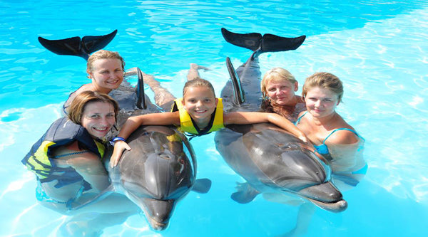 Swim With Dolphins In Sharm El Sheikh