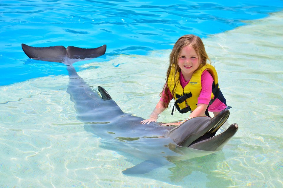 Swim With Dolphins In Sharm El Sheikh