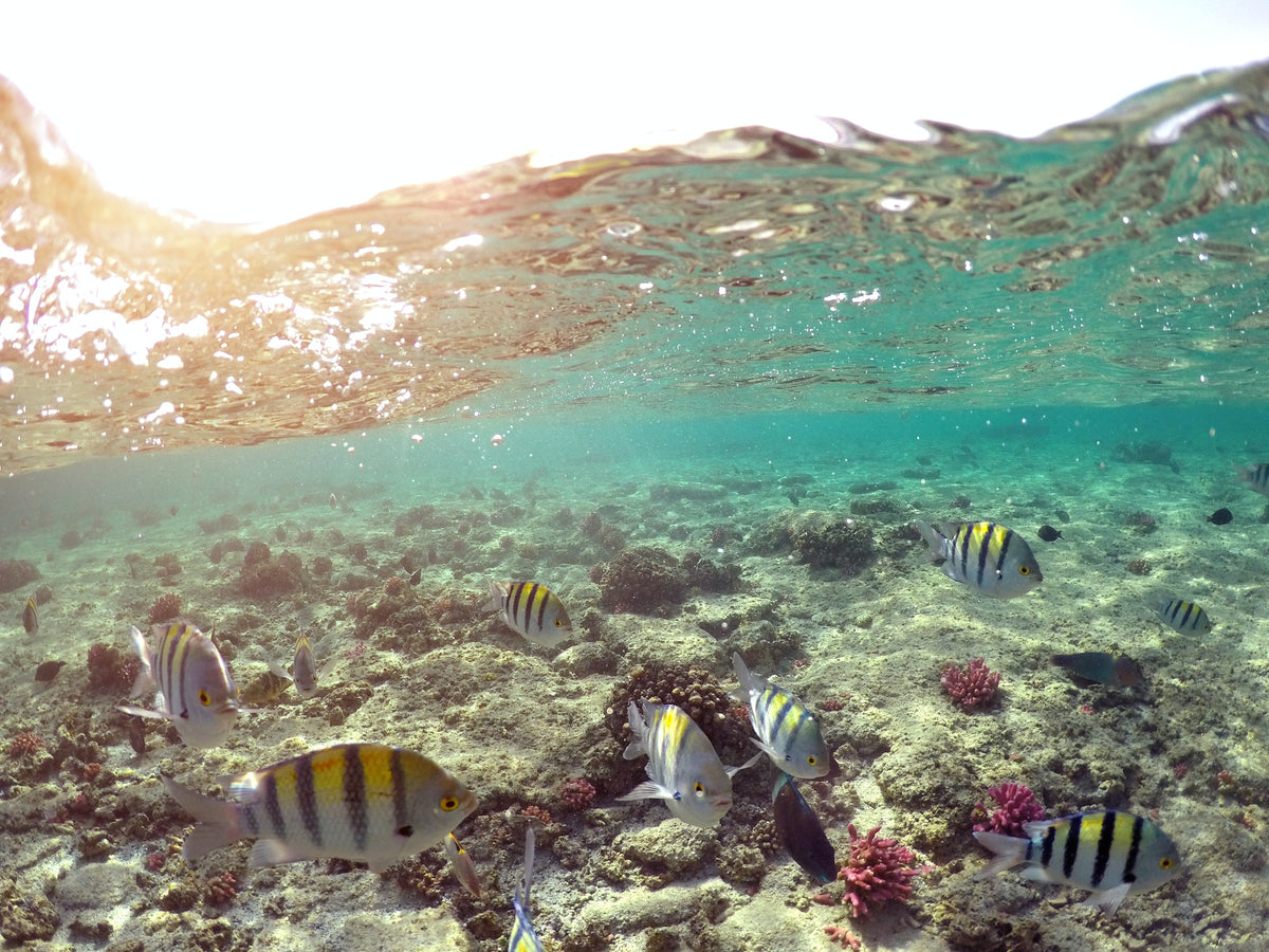 Hurghada Semi Submarine & Royal Sea Scope