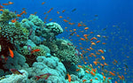 Sharm El luli Full-Day Snorkeling Tour